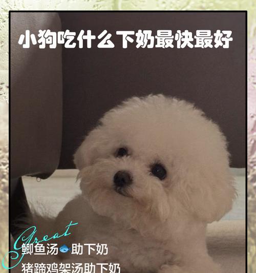 小狗刚出生后多久开始喝奶（探究小狗刚出生后吸食奶水的时间和方式）