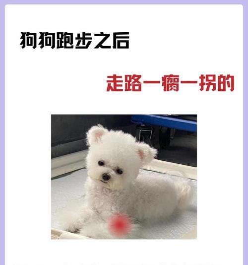 狗狗左前腿忽然一瘸一拐，可能的原因和处理方法（探究狗狗左前腿瘸的原因及如何处理，）
