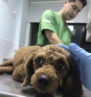 狗狗生完后多久能洗澡？（洗澡时间的重要性及相关注意事项）