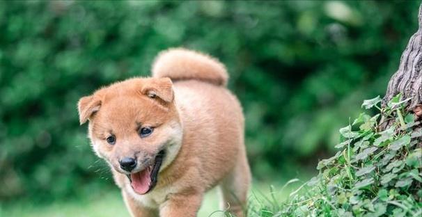 泰迪与柴犬（聪明度不代表一切，选择适合你的犬种关键在于...）