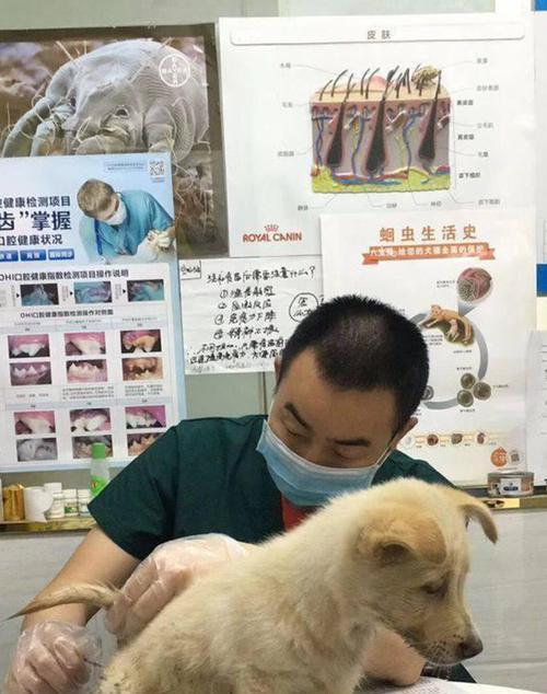 线狗与新主人的相识之旅（以线狗多久认识新主人为主题的探索）