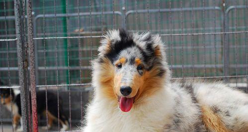 苏格兰牧羊犬的科学喂养方法（定时定量、适度运动，呵护苏牧健康）