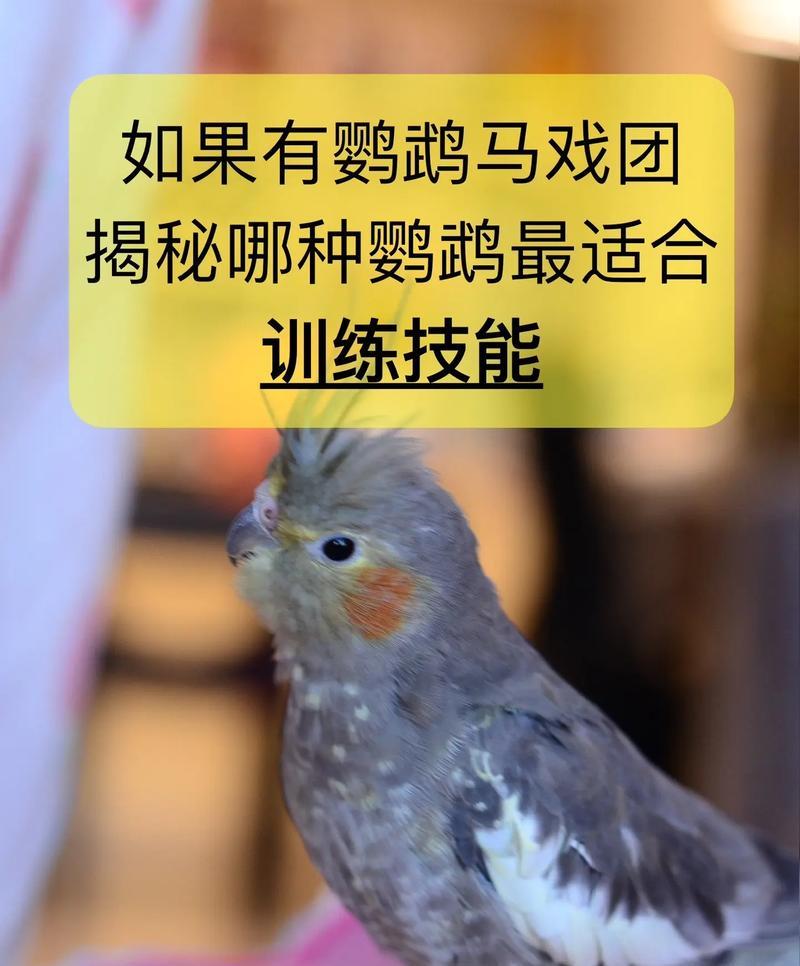 揭秘鹦鹉算命的真相（解密鹦鹉训练方法，揭示鹦鹉算命的幕后操作）