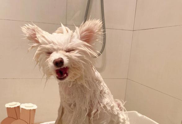 博美出生多久可以洗澡？（博美犬洗澡时间表及注意事项）