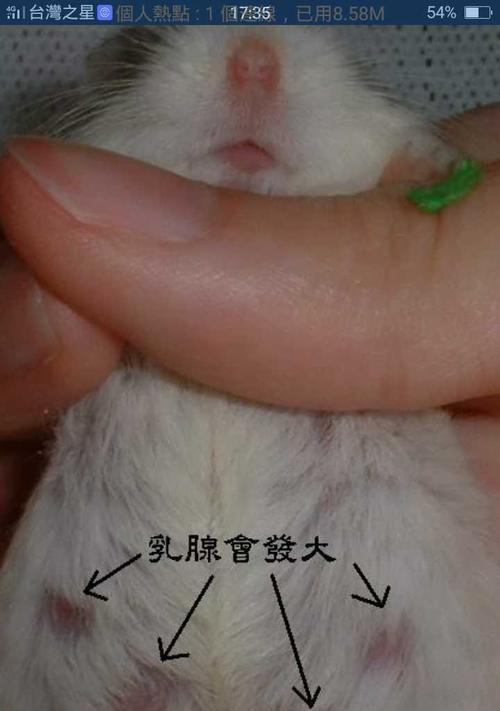 仓鼠怀孕周期揭秘（了解仓鼠的孕育奥秘，守护小生命的到来）