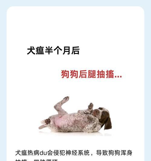 犬瘟病的持续时间及治愈（了解犬瘟病的持续时间对宠物健康至关重要）