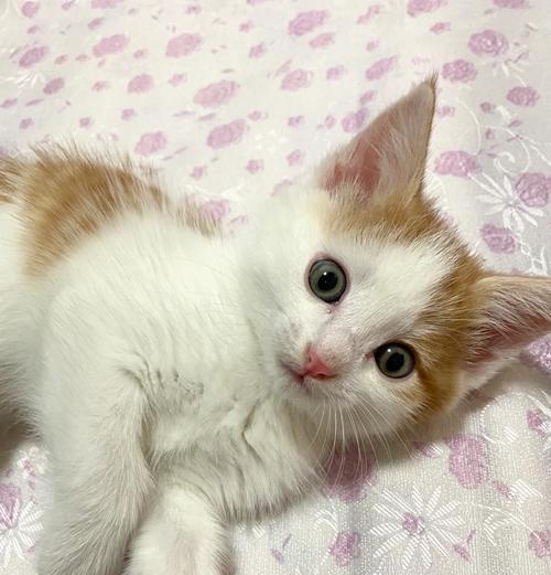 适合新手的5种便宜又好养的猫（新手养猫福利，这5种品种最适合！）