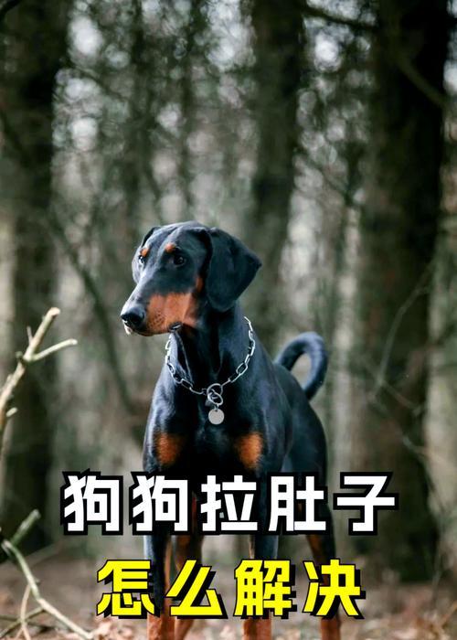 狗狗拉稀的判断和处理（如何判断狗狗是否拉稀以及相应的处理方法）