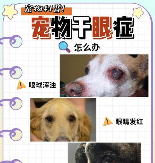 狗狗眼睛发炎的原因及预防方法（揭秘狗狗眼睛发炎的主要原因，为你的爱宠提供健康眼睛的保护）