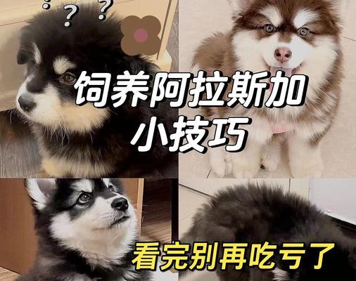 阿拉斯加出生多久后需要接种疫苗？（了解阿拉斯加出生婴儿接种疫苗的时间和建议）