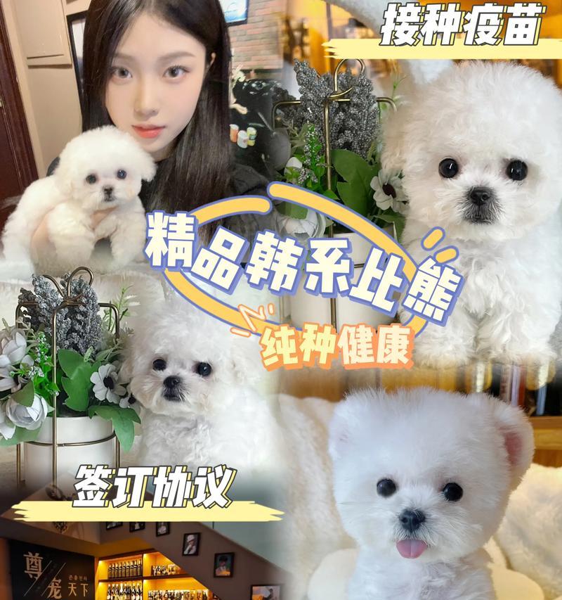 养比熊的月度花销及经济负担分析（一只比熊所需的月度花销以及如何合理安排家庭预算）