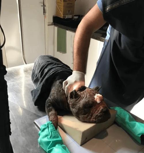 探索国外比特犬舍的世界（揭秘比特犬舍背后的独特魅力）