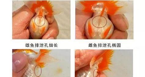金鱼身体充血的应对方法（金鱼鱼体充血处理技巧与注意事项）