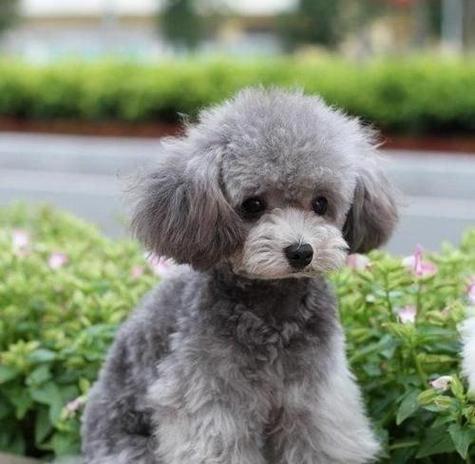 揭秘贵宾犬内心的四大“性格”奥秘（解锁你家贵宾犬的性格特征，了解最合适的养护方法）