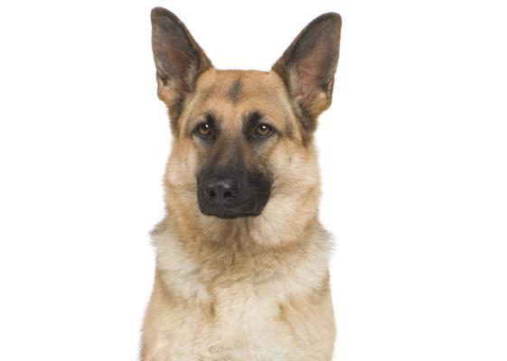 了解以德牧幼犬的多样颜色（探索以德牧幼犬的色彩世界）