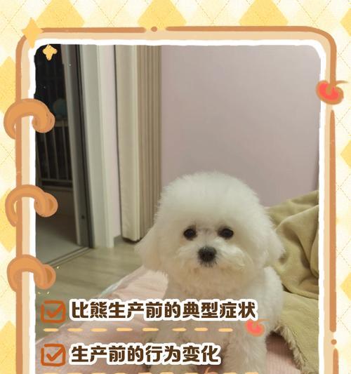 比熊生产周期探析（比熊繁育所需时间及影响因素解析）