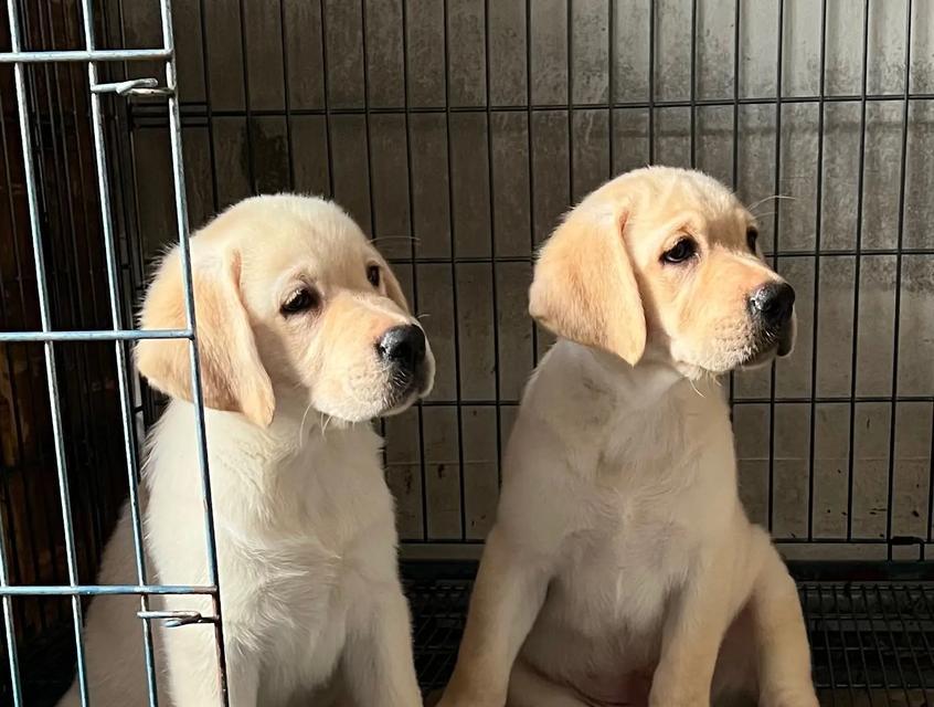 长春的顶级犬舍（探寻长春市区内的犬舍瑰宝）