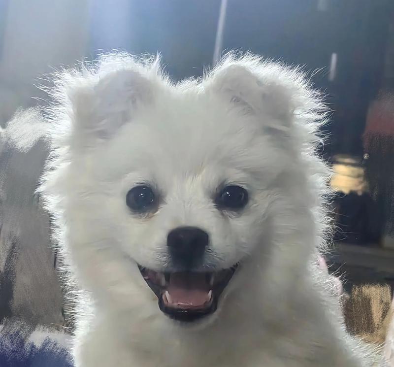 银狐犬喂养训练方法大全（打造忠诚、聪明的理想宠物伴侣）