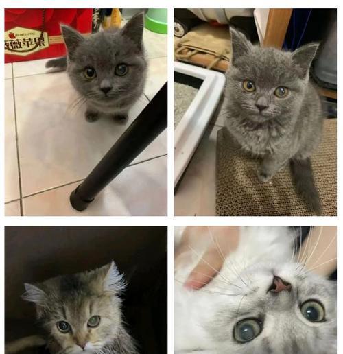 白内障的猫失明需要多长时间？