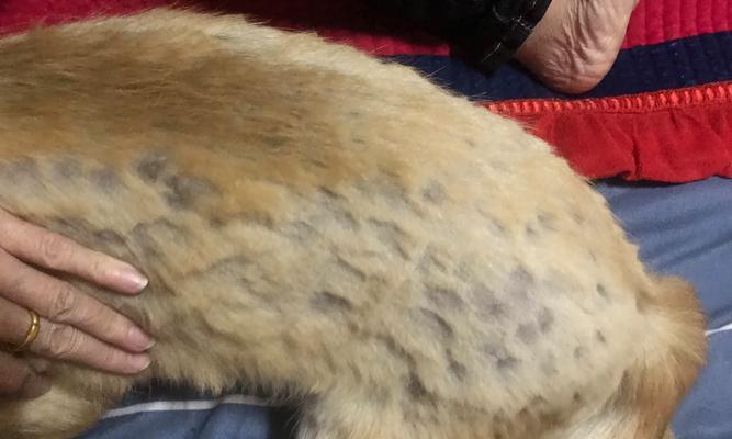 狗狗打完针后何时剃毛合适？（了解狗狗打完针后的剪毛时间和注意事项）