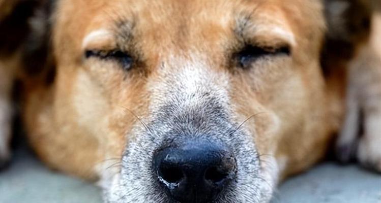 狗狗鼻子流透明的水是怎么回事？（狗狗感冒引起的鼻涕情况及应对方法）