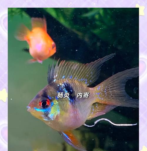 金波子养殖技巧，助您成功打造盆景乐园（打造盆景乐园的关键在于金波子的养殖方式）