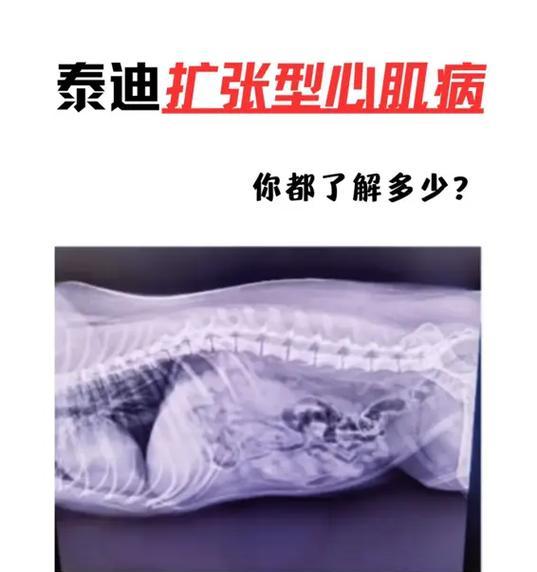 泰迪狗常见疾病解析（泰迪狗易患病情分析及预防措施）