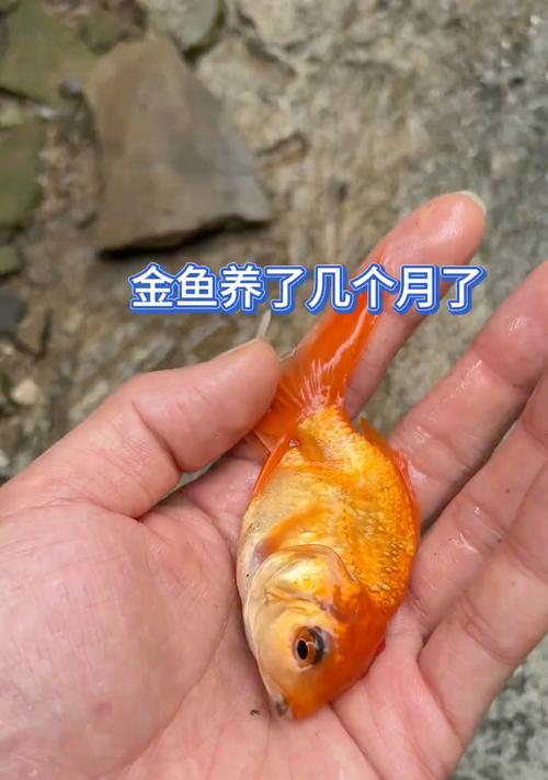 池养金鱼的最佳选择（适合在池塘中养殖的金鱼品种及特点）