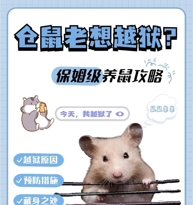 《饲养仓鼠的4大指南》（打造快乐宠物生活，让仓鼠健康成长）