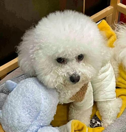 购买比熊犬需注意事项（选择健康可爱的比熊犬，让它成为您的忠实伴侣）