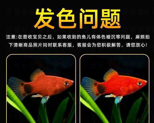 探索以胎生鱼热带鱼的奇妙世界（了解胎生鱼的特点和适宜饲养方法）