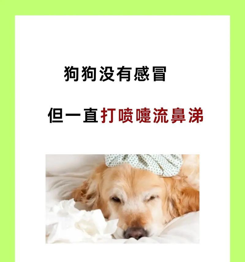 狗狗感冒了会有哪些症状？（了解狗狗感冒的迹象和表现，保护你的爱宠健康）