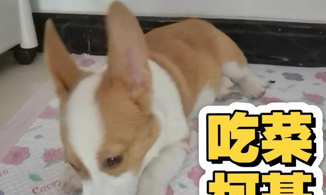 柯基饮食与排便的关系（探索柯基饮食对排便时间的影响）