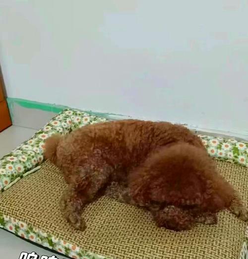 心脏病狗狗的饮食注意事项（保护心脏健康，关注饮食细节）