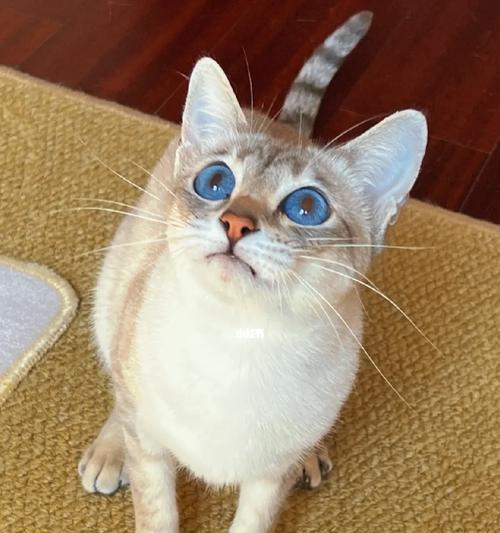 关注虎斑暹罗猫的饮食情况，保持健康成长（了解虎斑暹罗猫饮食需求，建立科学合理的喂养计划）