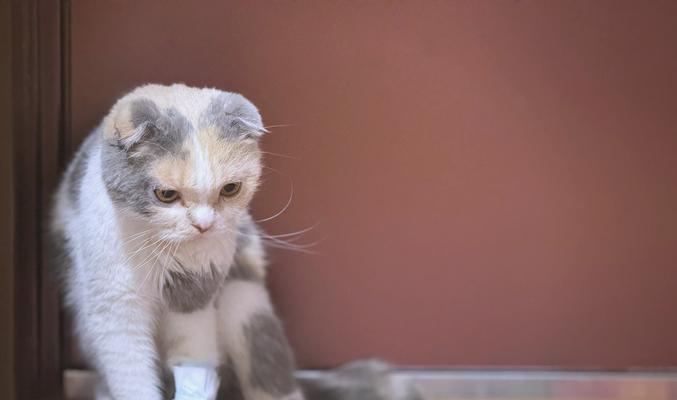 猫咪指甲断裂出血的原因及处理方法（猫咪指甲断裂出血可能是生病了！关注宠物健康需知）