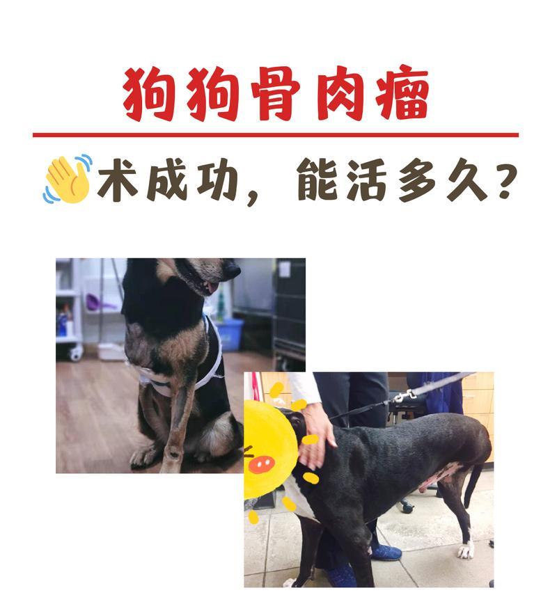 土狗的寿命（探究土狗的寿命及影响因素）