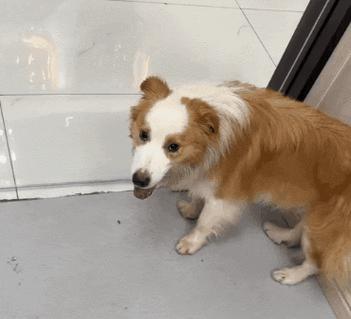狗狗的安眠药（探索狗狗安眠药的类型、用途和风险）