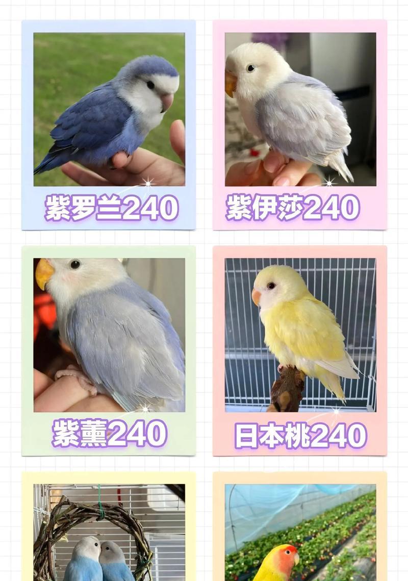 黄桃脸牡丹鹦鹉（品种多样，色彩斑斓，了解黄桃脸牡丹鹦鹉的迷人之处）