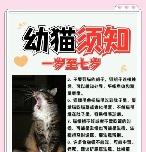 猫咪洗澡的最佳时机及注意事项（揭秘猫咪洗澡的最佳时间及正确方法）