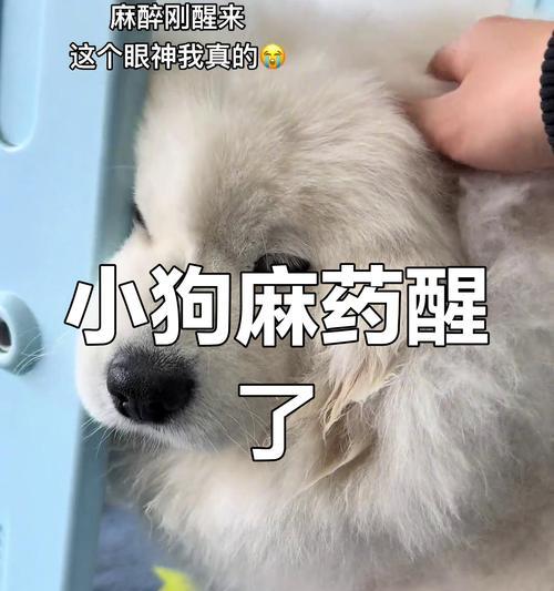 宠物时间有多久？（了解宠物时间，确保宠物手术安全与舒适）