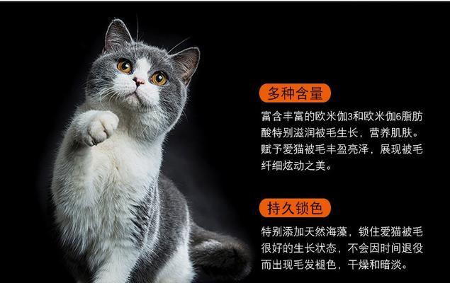 发腮研究（探索英短猫发腮现象的起源和发展）
