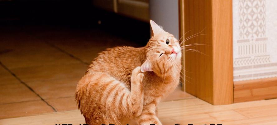 揭秘猫咪挠痒痒的奥秘（猫咪挠痒痒的时长及其反应，专家解析挠痒痒的关键）