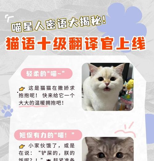 夜半猫咪的恐怖叫声，究竟有何原因？（揭开猫咪夜晚叫声背后的秘密，让你不再困惑！）