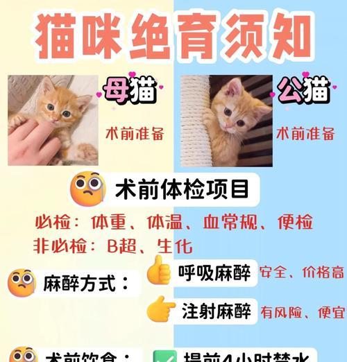 猫咪绝育手术（解密猫咪绝育手术的恢复时间和方法）