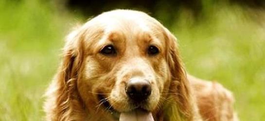 金毛的颜色（探索金毛犬毛色的奇妙世界）
