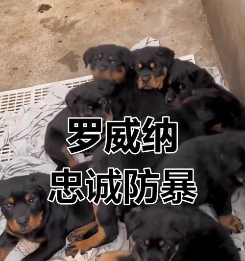 揭秘罗威纳犬的恐怖缺点（罗威纳）