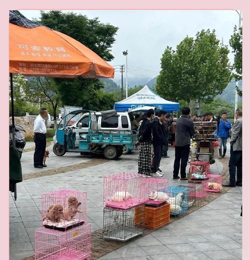 武汉市区禁养的狗类品种及原因（了解禁养规定，选择适合的宠物伴侣）