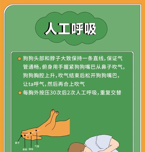 被大型狗追咬时的正确自救方法（保护自己免受大型狗攻击的关键）