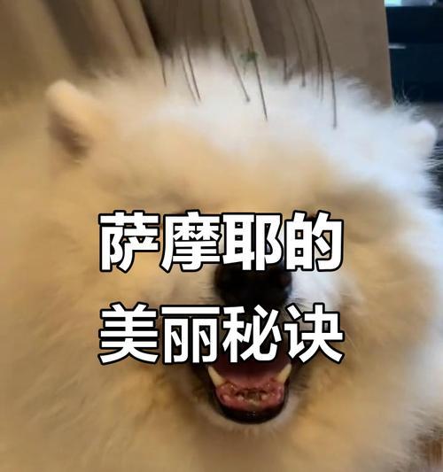萨摩耶遛多久才合适？（探讨萨摩耶遛步时间的科学依据）